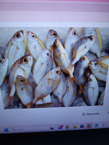 Fresh California catch cooling on ice after successful fishing trip!