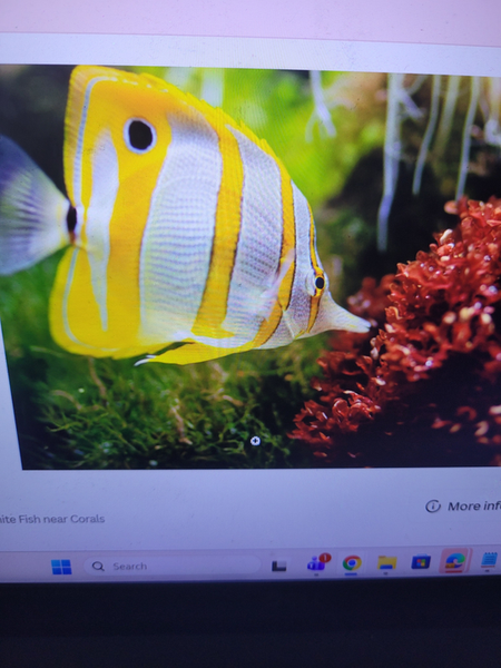 Vibrant striped fish glides through California coral gardens.