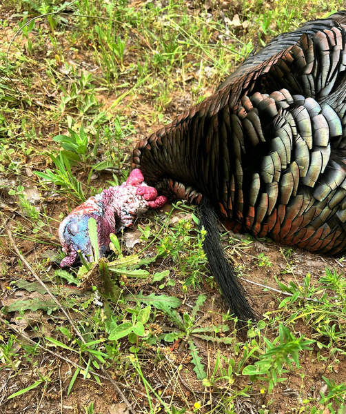 Go Turkey Hunting In Texas!