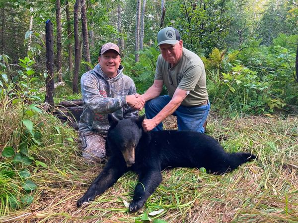 Successful black bear harvest in Finland Minnesota!