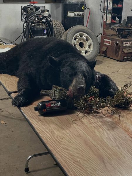Strong black bear harvest—successful bear hunt and clean result
