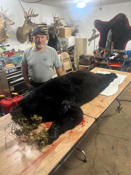 Impressive black bear harvest—clean bear hunt and solid result