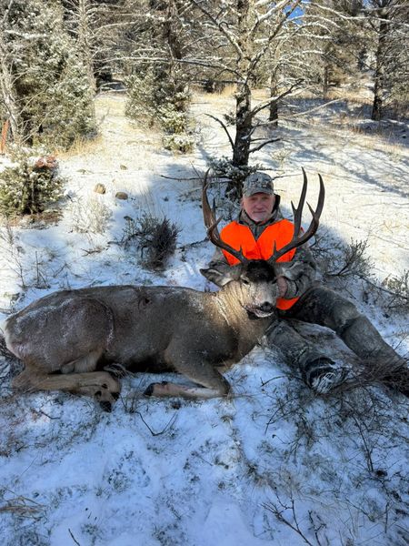 Heavy mule deer buck—clean harvest