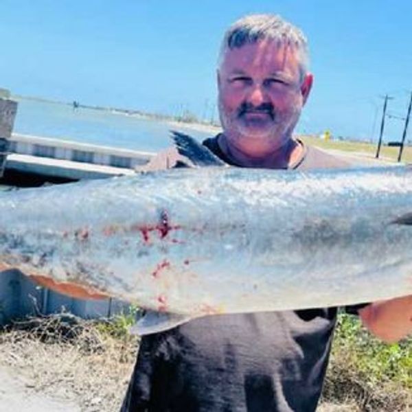 Look at this King Mackerel caught in Texas