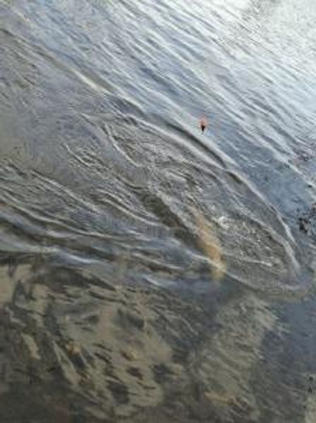 Reel Them in while the fishing is hot salmon river New York 