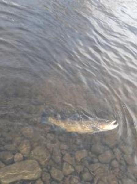 Trout fishing Oswego New York 