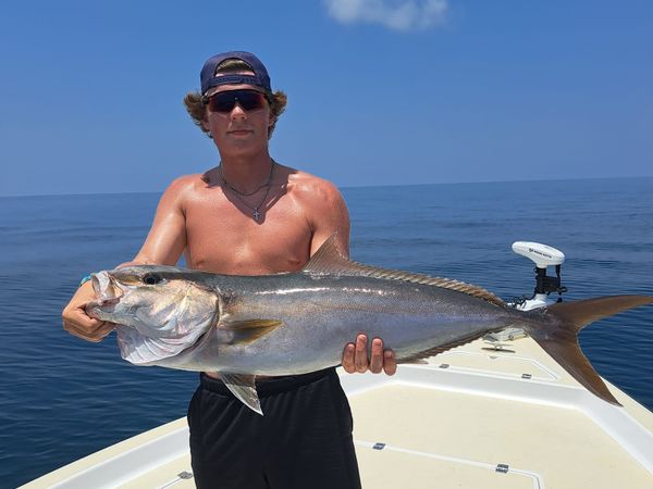 From the waters of Panama City Florida! Amberjack!