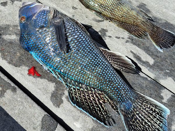 Beautiful Black Sea Bass on display!