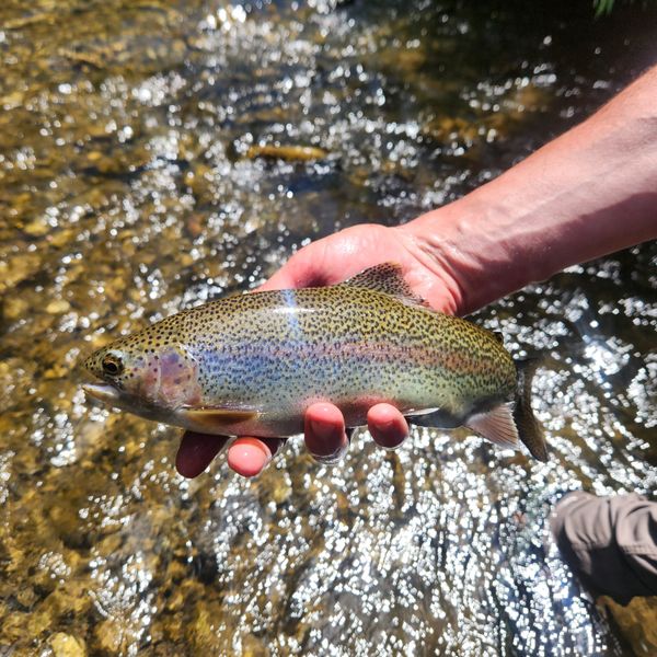 Beautiful rainbow trout from Panguitch UT waters!