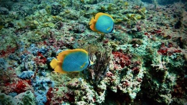 Fort Walton Beach Scuba-galleryimage-5