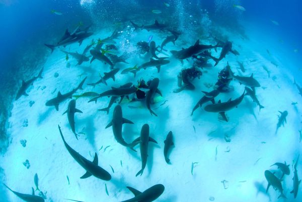Turn scuba training into lifelong skills.