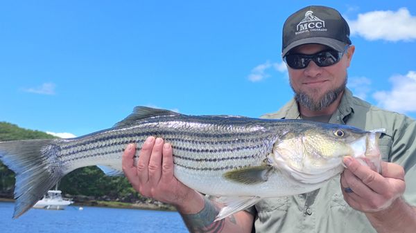 Beautiful striped bass from Old Orchard Beach waters!