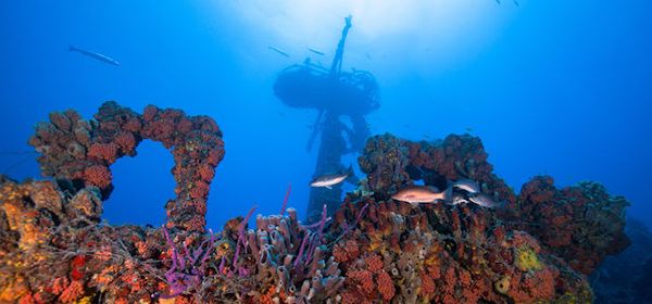 Vibrant coral reef teeming with marine life below.