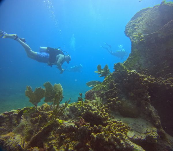 Reef diving 2026