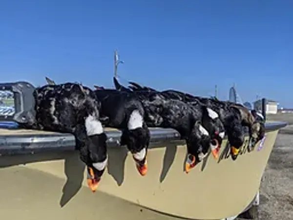 NJ Waterfowl Season Success