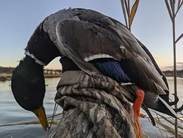 Beautiful Color on this Duck