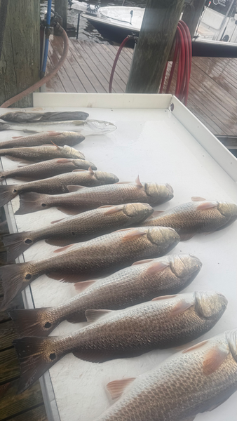 Gulf Shores redfish filling up the cooler!