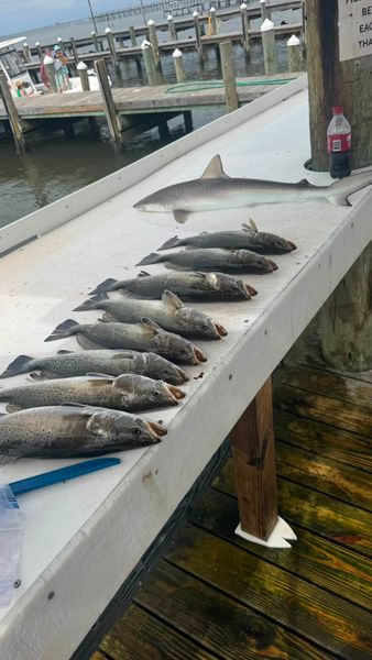 Epic speckled trout and shark catch.