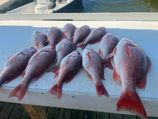 Fantastic red snapper haul.