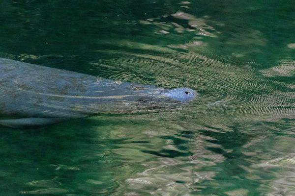 Massive catch glides through crystal clear waters below.