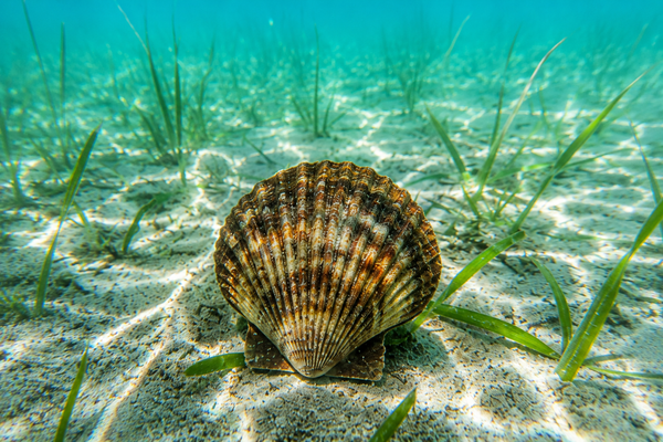 Perfect scallop discovered on the sandy bottom.