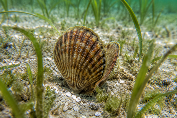 Beautiful scallop shell discovered on the sandy bottom.