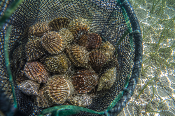 Fresh scallops filling the net after a productive dive!