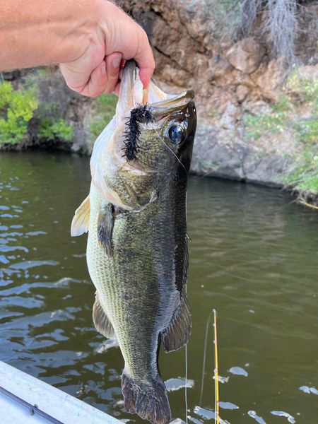 Saguaro Lake
