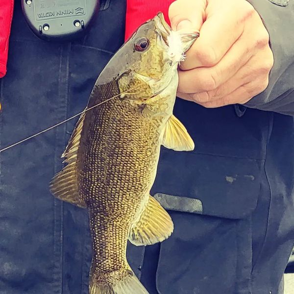 Smallmouth, big thrill. 🎣 #BassFishing