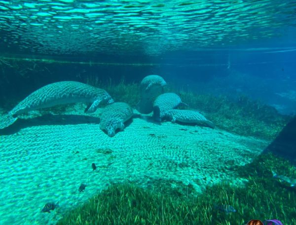 Manatees gather peacefully in Spring Hill's crystal clear springs.