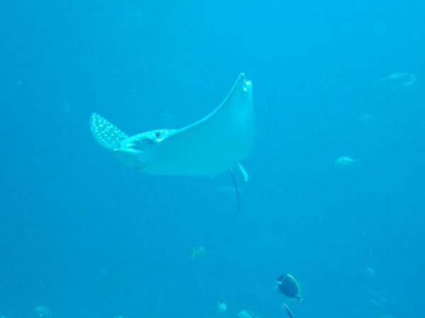 Whitespotted Eagle Ray glides gracefully through Spring Hill waters.