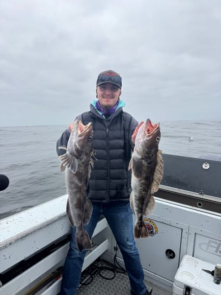 Lingcod bite close to shore