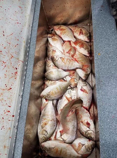 Pink Fin Fishing Umpqua River Oregon 