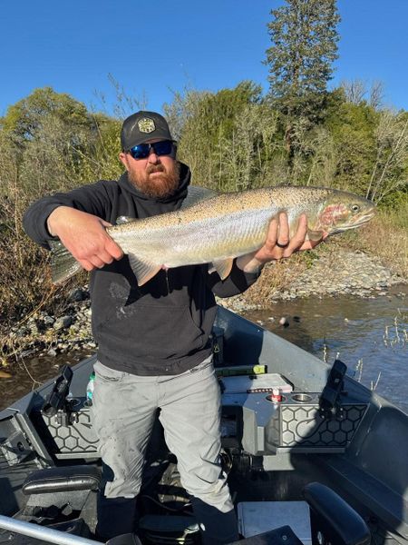 Massive steelhead catch river fishing success