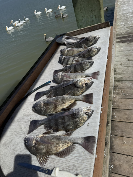 Trophy Black Drum fishing in Baffin Bay is unforgettable.