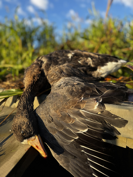 Canada geese taken with jigging and trolling techniques in partly cloudy conditions.