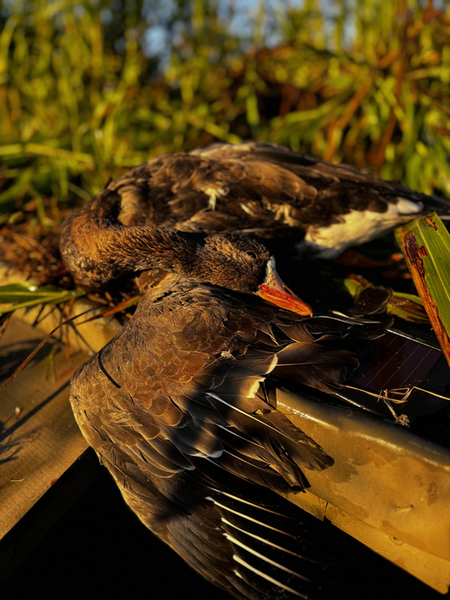 Mallards taking a break on this exciting hunting day near the grass cover.