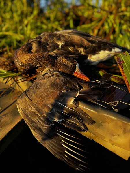 Mallards taking a break during an exciting hunting session. Perfect partly cloudy conditions for the best outdoor adventure.