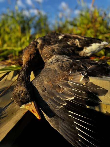 Best mallard hunting using jigging and trolling techniques in partly cloudy conditions.