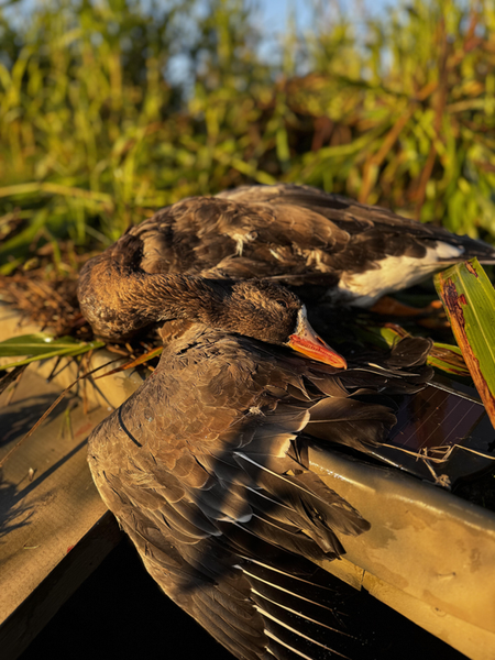 Mallards taking a break on the dock - perfect hunting conditions with partly cloudy skies!