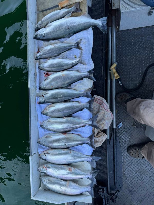 Fryesfishing