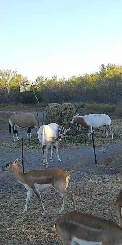 Overnight Success Outfitters