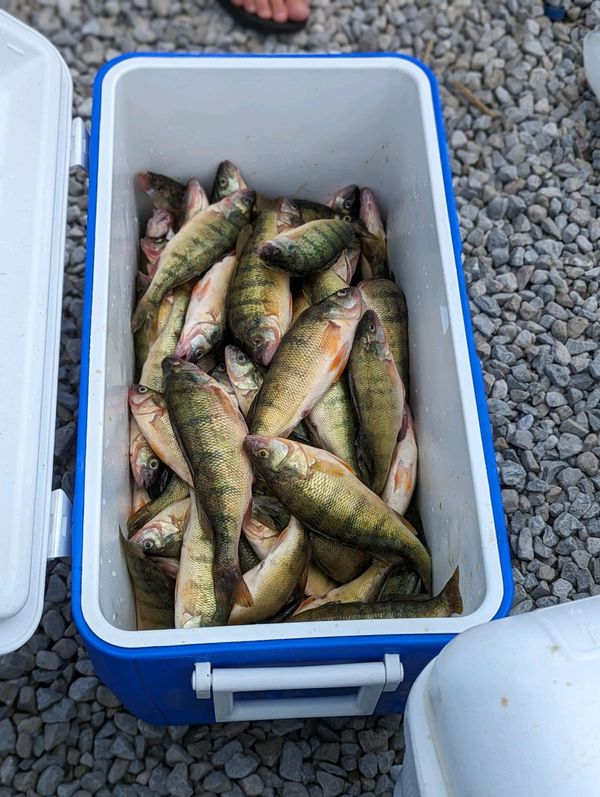 Freespirit 2 Charters