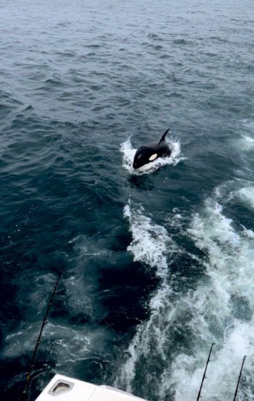 Impulse Sportfishing
