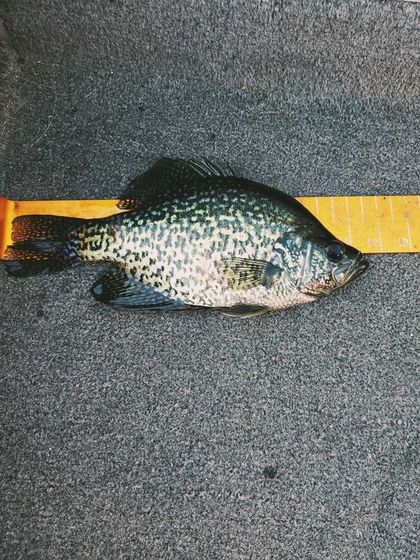 Old School Fishing Guide Service