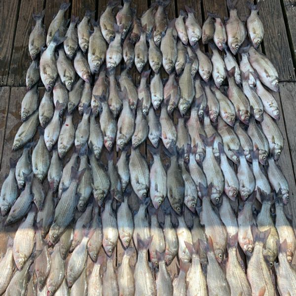 Castaways Fishing Guide