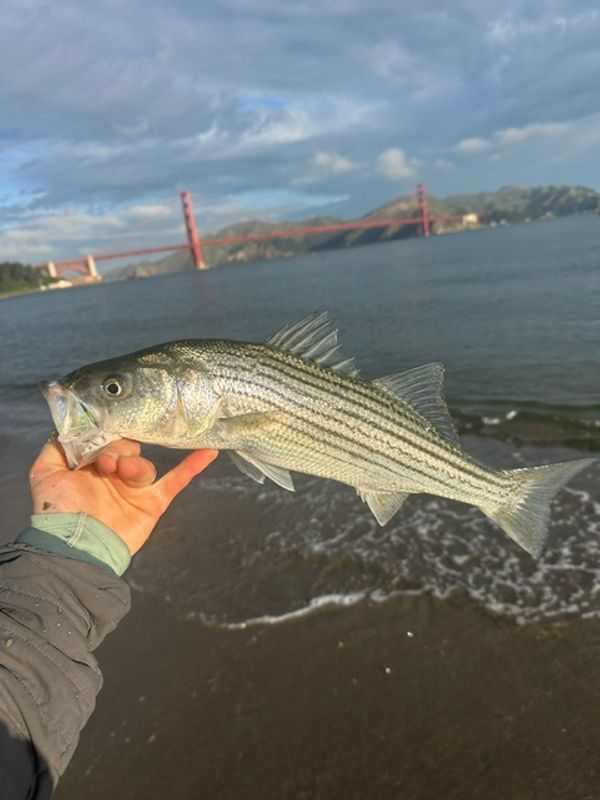 Strip Set Fly Fishing Adventures