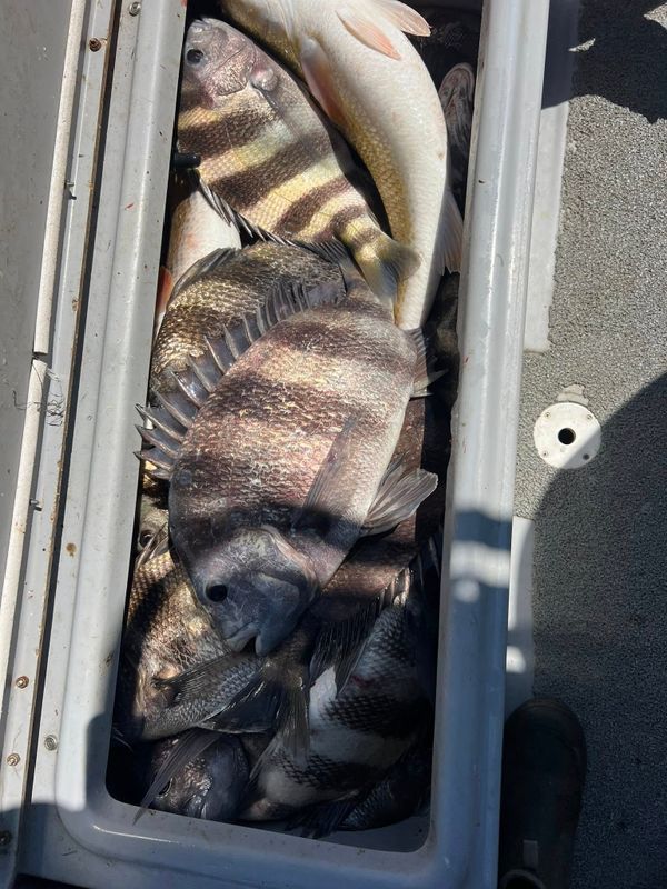Got To Fish