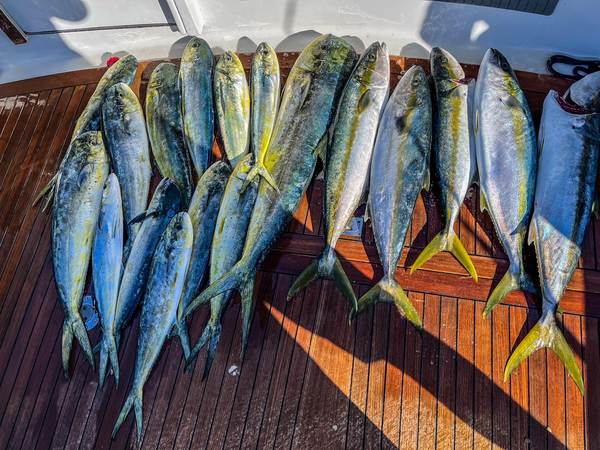 Bluebill Charters
