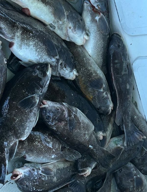 FIN-ATIC Sport Fishing